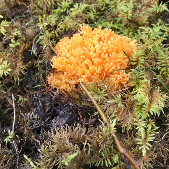 ArcticMagpie - Picture 1 of 1